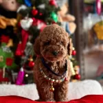 Ev Ortamında Bakılan Toy Poodle Yavrularımız