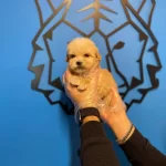 Gerçek Tea Cup Maltipoo Bebeklerimiz