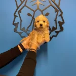 Cok Ozel Maltipoo Bebeklerimiz