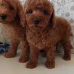 Akkus Uretim Ciftliginden Toy Poodle Yavruları