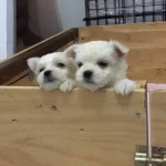 Numara Maltese Yavrumuz