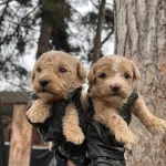 Mukemmel Kalite Maltipoo Bebekler