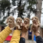 Maltipooo Mu Dedinizzzz