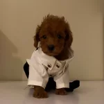 Instagram Fenomeni Karamelin Bebisleri