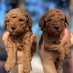 Tea Cup Red Brown Poodle Yavrularımız
