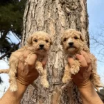 Mukemmel Maltipoo Bebeklerimiz