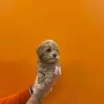 Show Kalite Maltipoo Bebeklerimiz