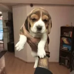 Beagle Yavrularım Sağlık Ve Irk Garantilidir