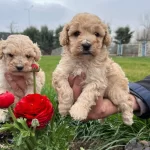 Irkının En Guzelii Maltipoo Bebekler