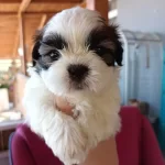 Sitsu Erkek Bebek Guzelligi Pet Eğitimli