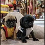 Pug Mops Yavrularımız
