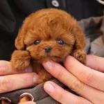 Poodle Irkının En Guzelleri