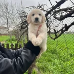 Harika Anatomi Bebek yüzlü Golden Retriever Yavrular