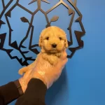 Bebek Yuz Maltipoo Yavrularımız