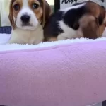 Safkan Irk Garantili Beagle Bebekler
