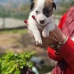 Tek Goz Korsan Maskeli Tricolor Jack Russell Yavrusu