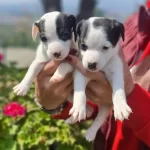 Maskeli Haylazlar Beyaz Jack Russell Yavruları
