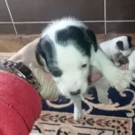 Jack Russell Bebeklerimiz