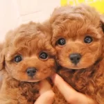 Uretim Ciftliginden Wc Egitimli