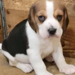 Bakanlık Kayıtlı Resmi Ruhsatlı Uretim Ciftliginden Safkan