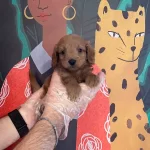 Red Brown Maltipoo Bebeklerimiz