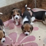 Safkan Irk Garantili Beagle Bebekler