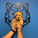 Bebek yüzlü Maltipoo Yavrularımız