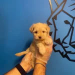 Bebek Yuz Cok Ozel Maltipoo Yavrularımız