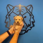 Irk Garantili Maltipoo Yavrularımız