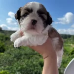 Mukemmel Renklerde Shih Tzu Kız Bebek