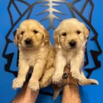 Baby Face Golden Retriever Yavruları