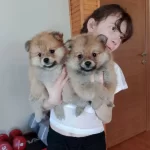Irk Garantili Pomeranian Boo Yavrularımız