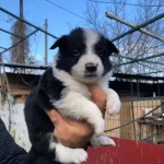 Mukemmel Border Collie Yavrularım
