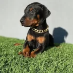 Asil Doberman Yavrularım