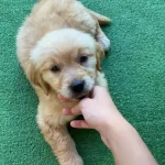 Bebek yüzlü Golden Yavrularımız