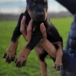 Safkan Irk Garantili Doberman Yavrular