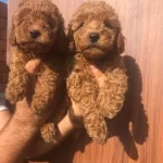 Oyuncak Gibi Poodle Toy Yavrularım