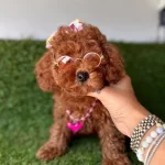 Guzeller Guzeli Toy Poodle Yavrular