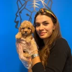 Gercek Toy Poodle Yavrularımız