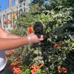 Gercek Tea 2 Kg Olucak Black Toy Poodle