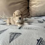 Mukemmel Kalitede Maltipoo Bebeklerim