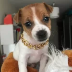 Bitmeyen Enerji Oyuncu Bebeklerim