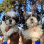 Sitsu Yavrularımızın Guzelligi