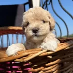 Mukemmel Maltipoo Bebekler