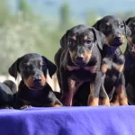 Mukemmel Doberman Yavrular