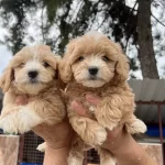 Maltipoo Mukemmel Bebekler