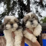 Mukemmel Sitsu Bebeklerimiz