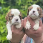 Cavalier King Charles Bebeklerim