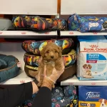 Orjinal Red Maltipoo Yavrularımız