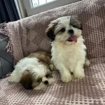 Ozel Renklerde Ev Bebekleri Sitsu